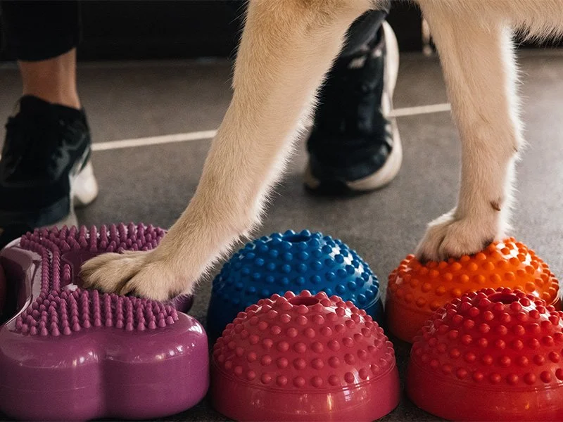 Hund steht auf bunten, runden Wackelbrettern mit Noppen, auf einer glatten Oberfläche.