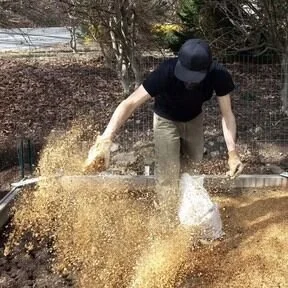 Person throwing coffee chaff into a vegetable garden area.