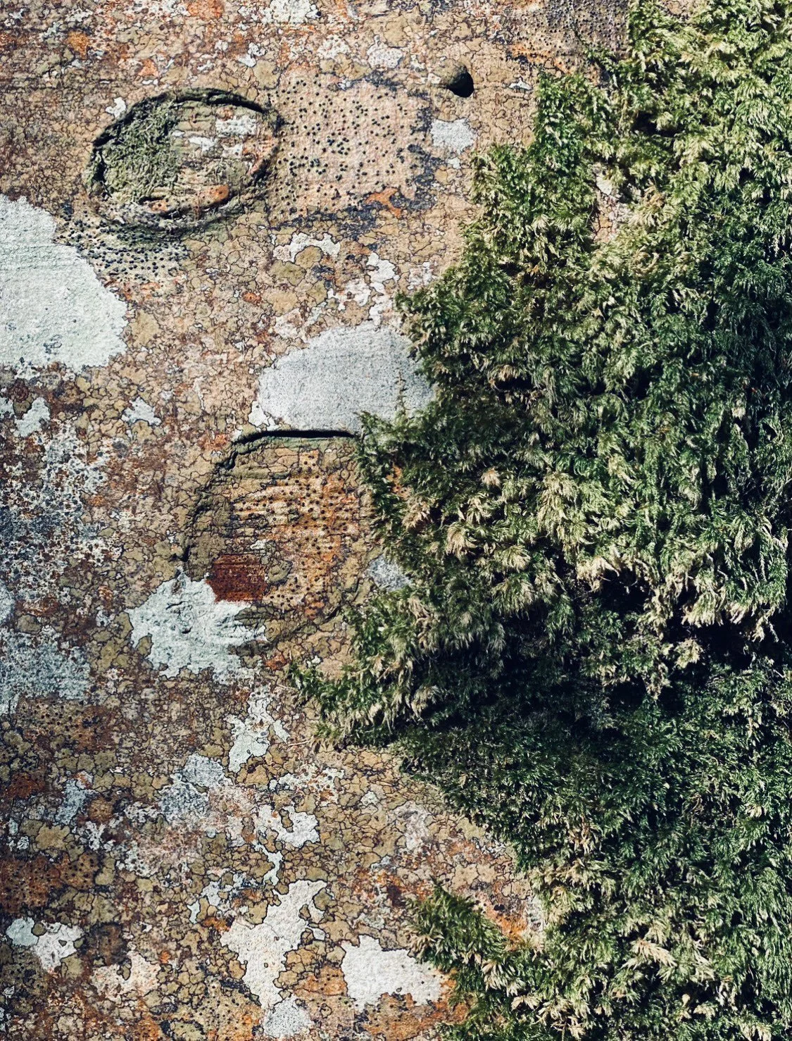 A series of Inspirational Sunday posts. I have long been infatuated with the tonality and texture of moss. Having lived in Ireland for more than a decade it has only increased my love for it. The variety of shades and forms in this part of the world 