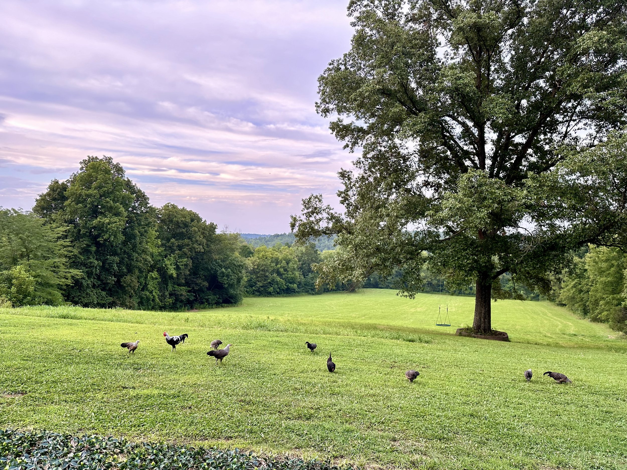A peaceful farm scene with a grassy field, tall trees, a swing hanging from a large tree, and chickens roaming in the foreground.