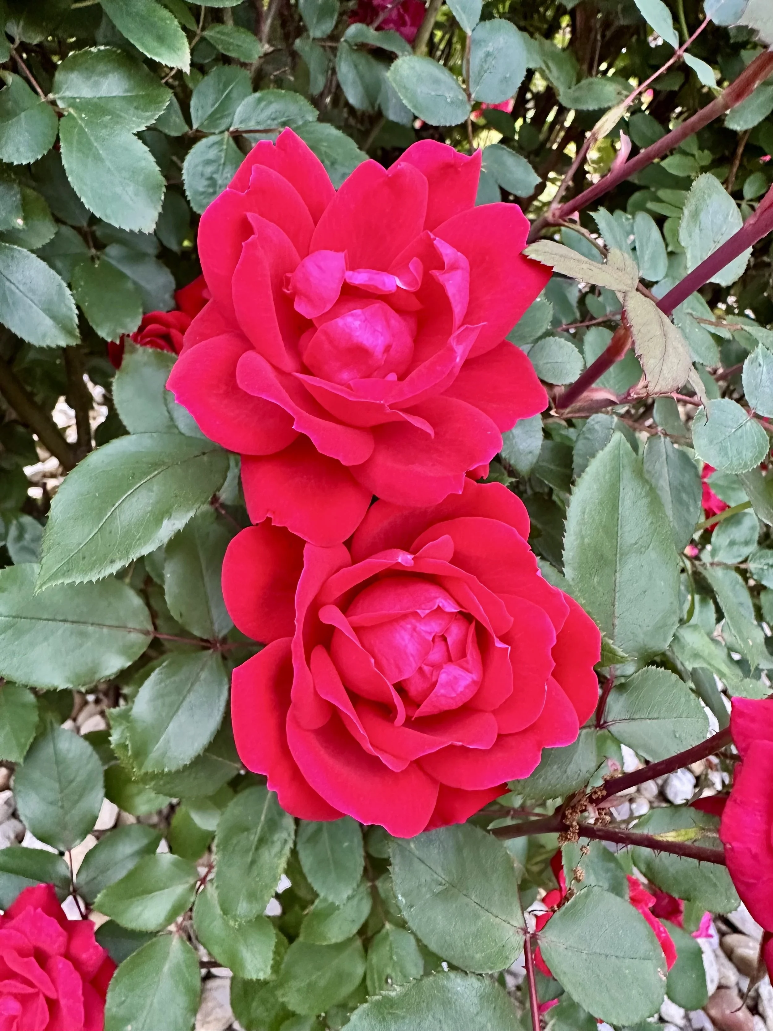 IMG_1904.jpeg