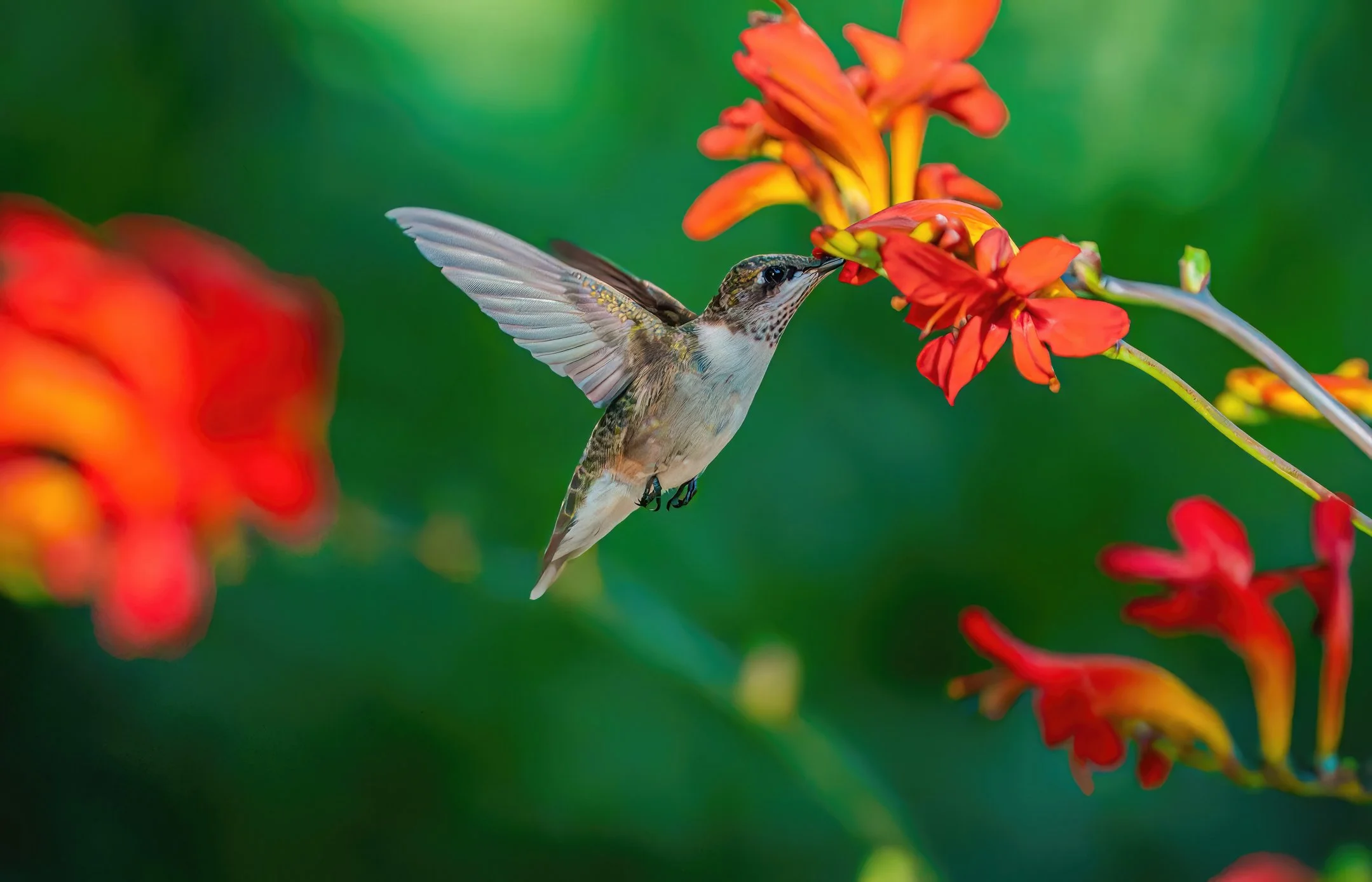 iStock-2232265709.jpg