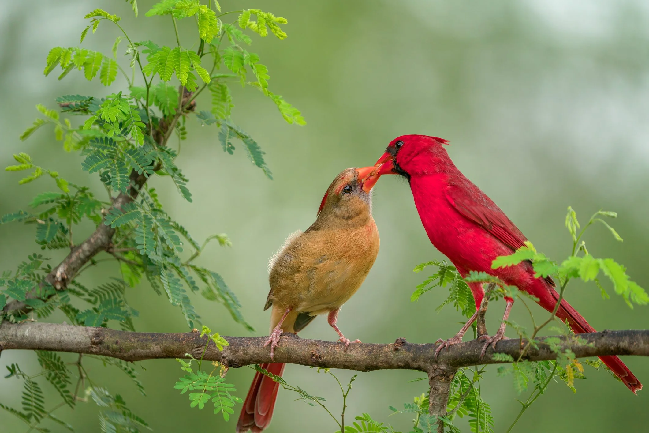iStock-2215936383.jpg