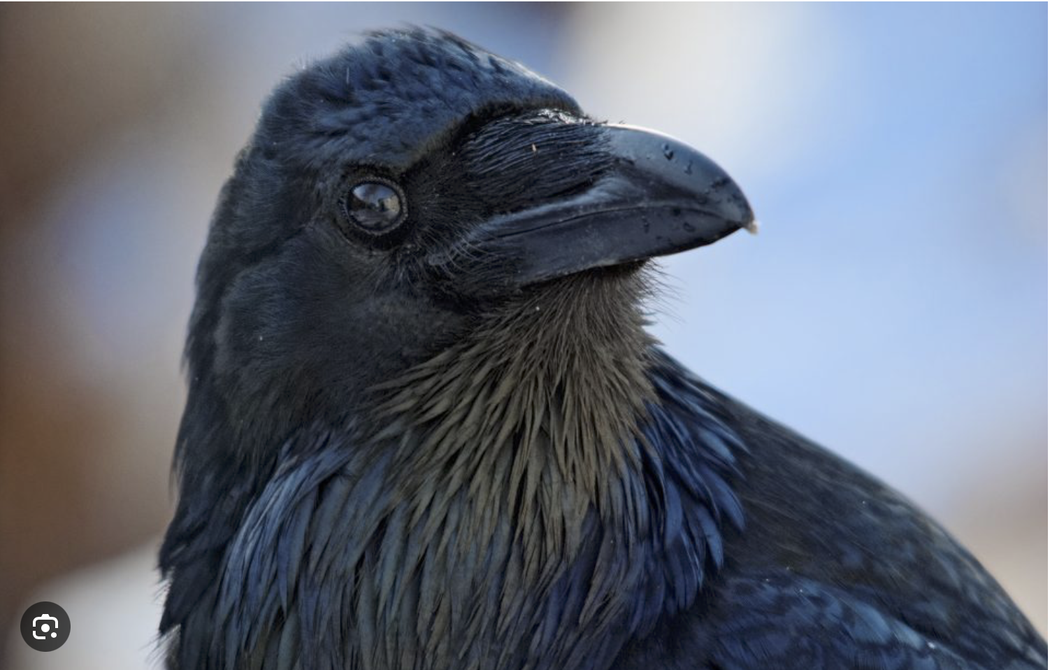 Injured raven, or….?