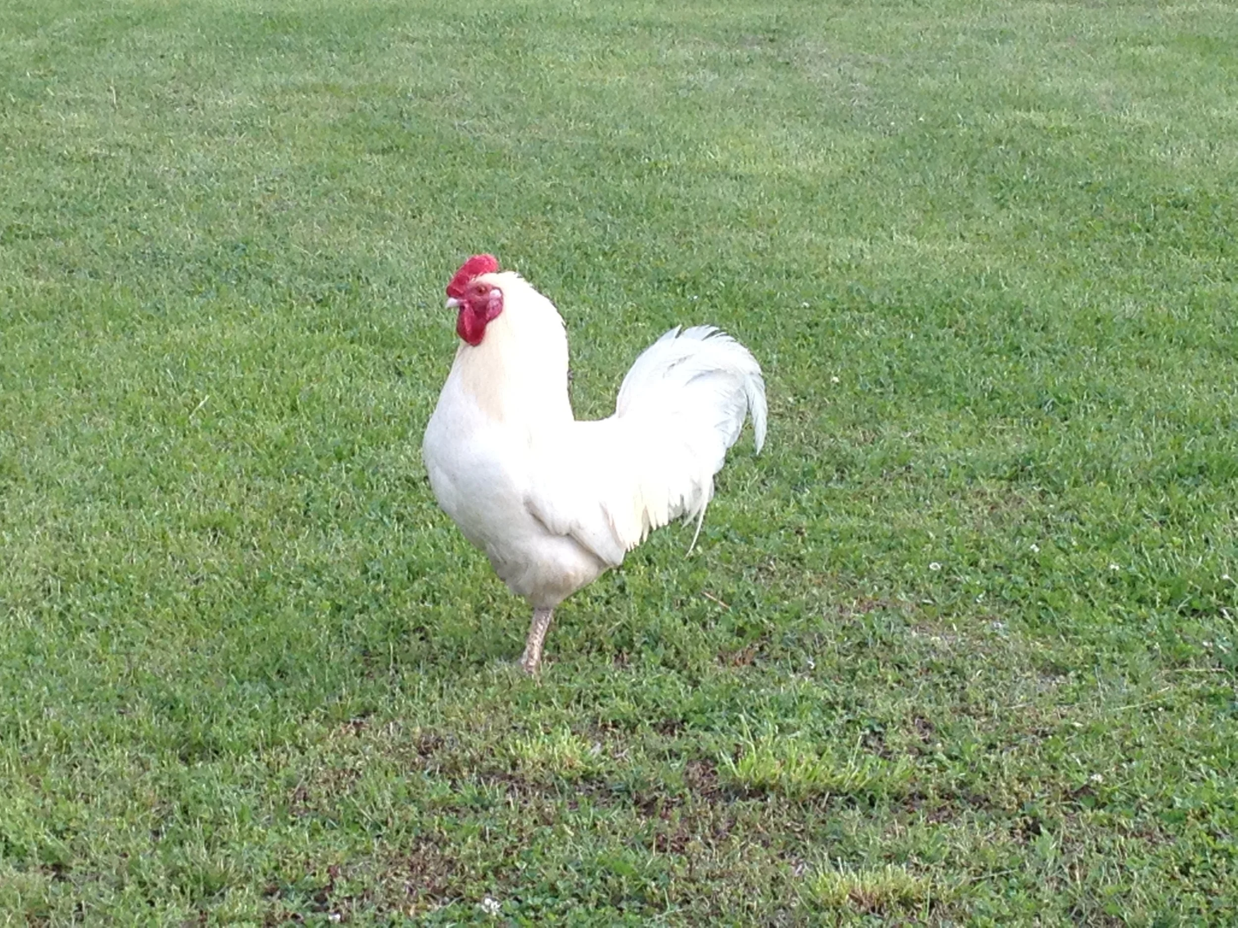 White rooster with frostbite comb standing in a green lawn