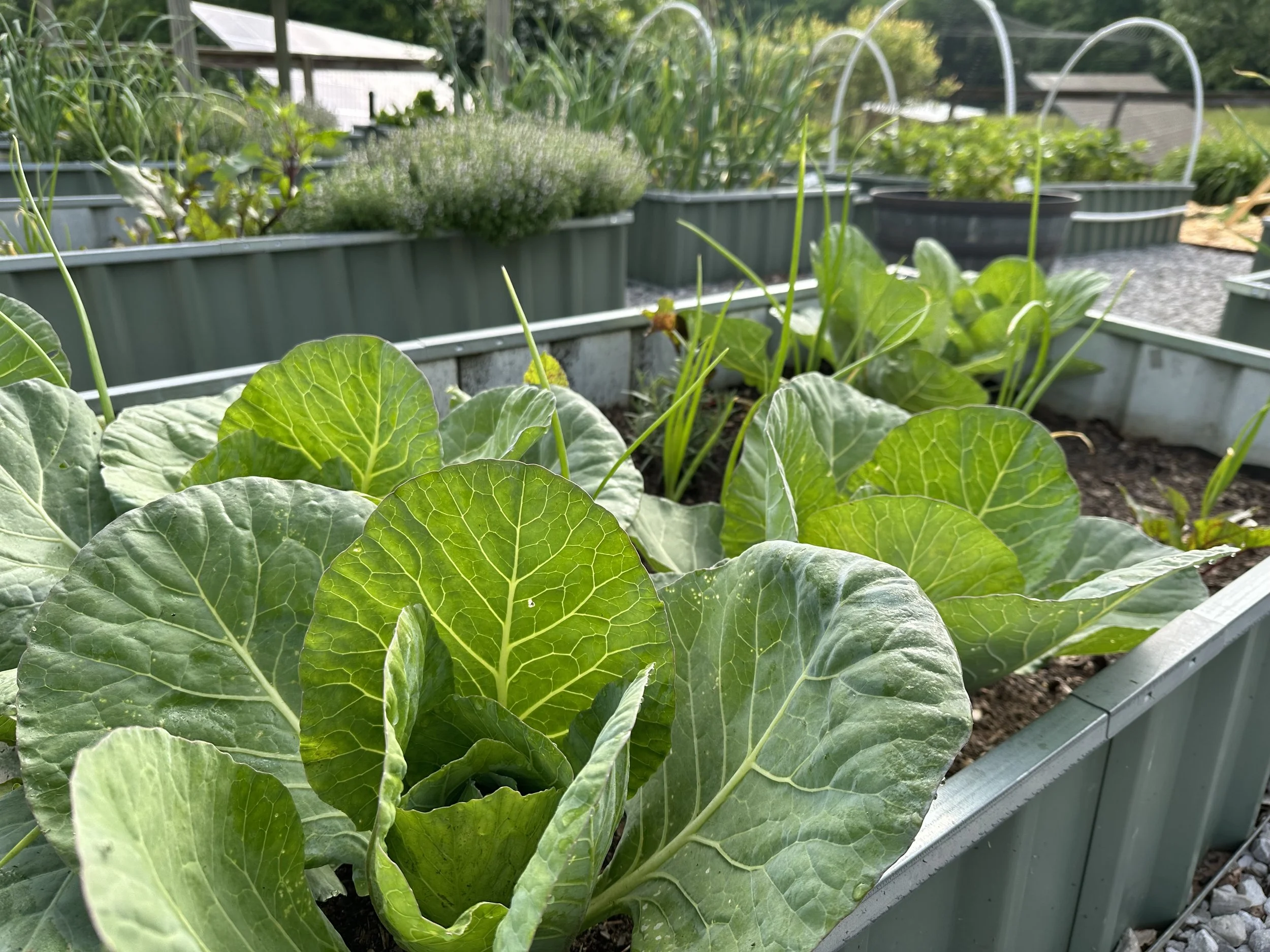 Vegetable garden with leafy green vegetables in raised metal beds, including large cabbage leaves in the foreground and other plants such as lettuce and herbs in the background.