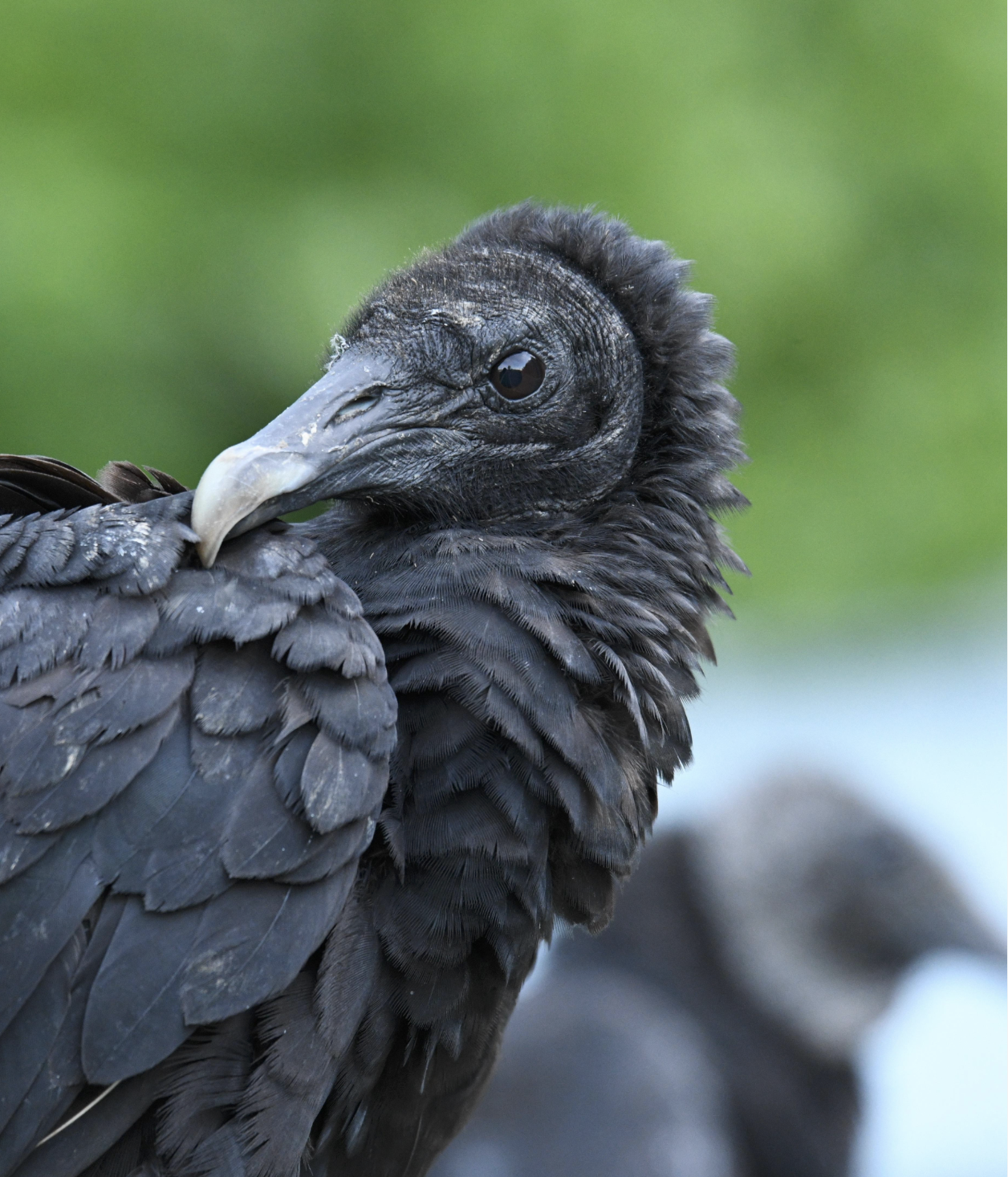 Black vulture