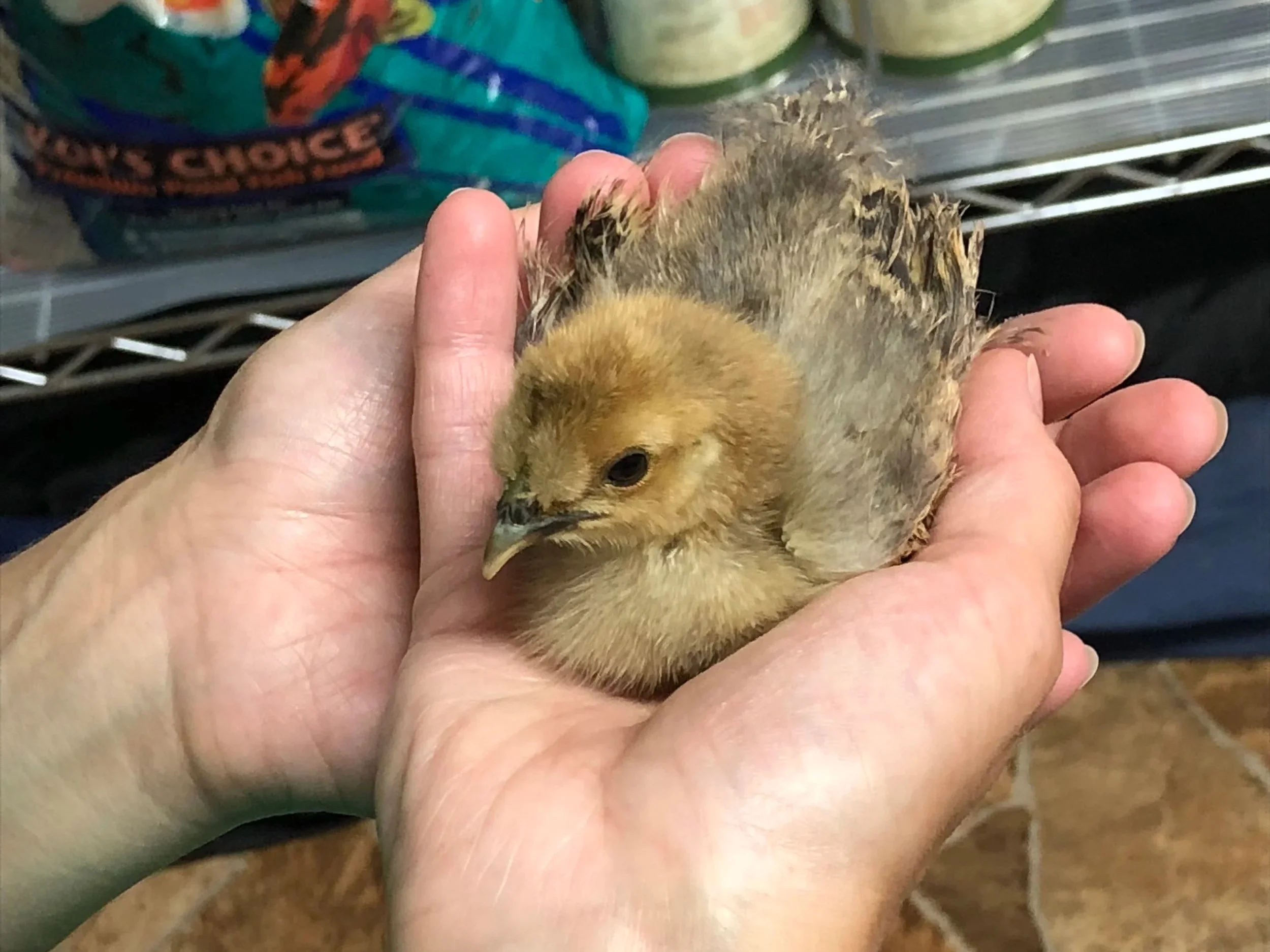 Baby chick being held gently in cupped hands