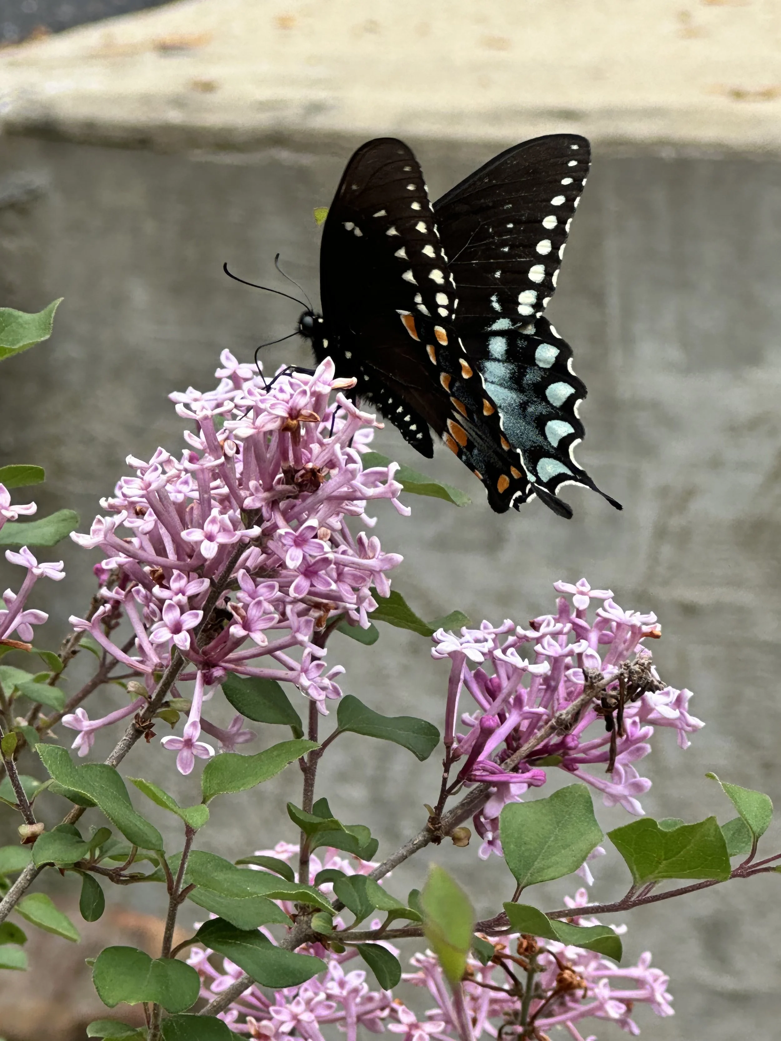 IMG_1800.jpeg