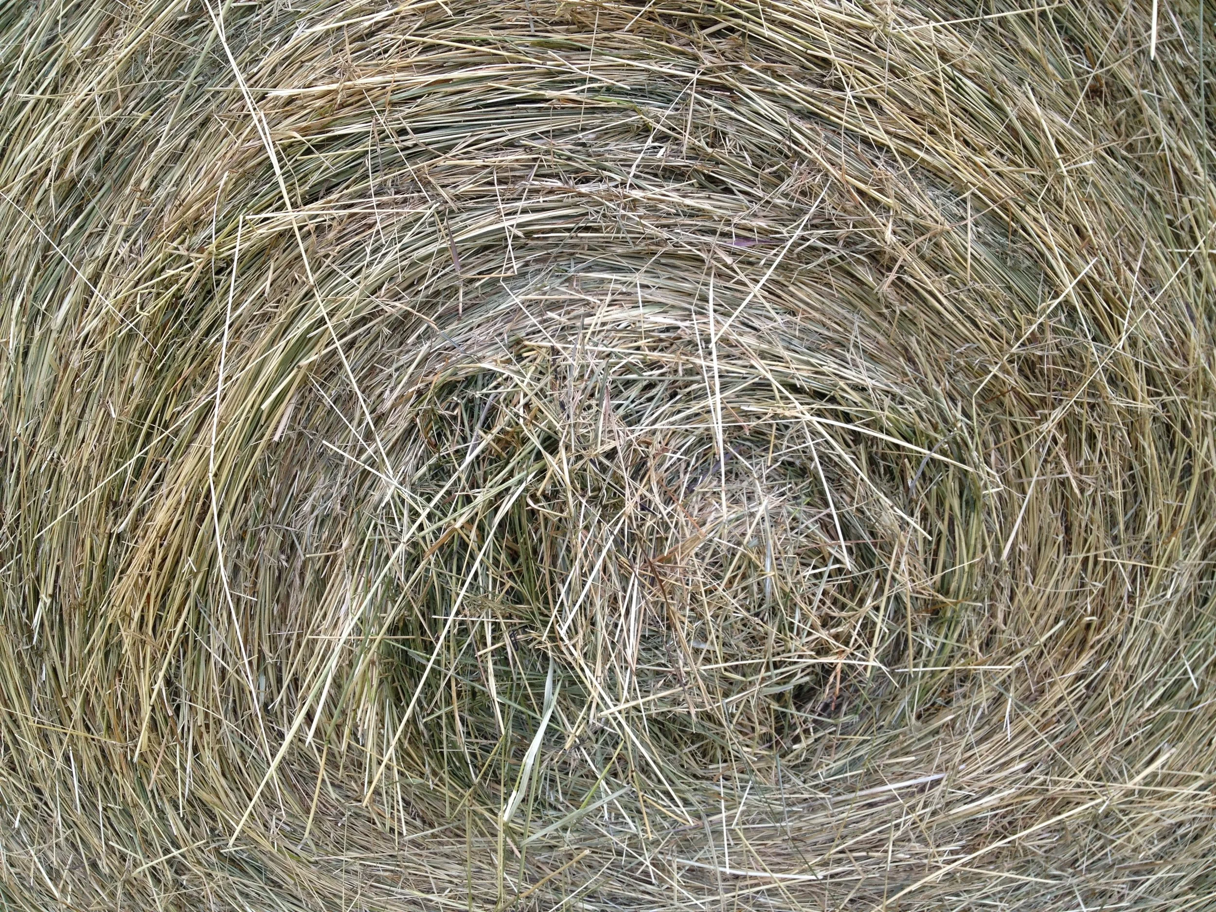 IMG_4391.JPG
