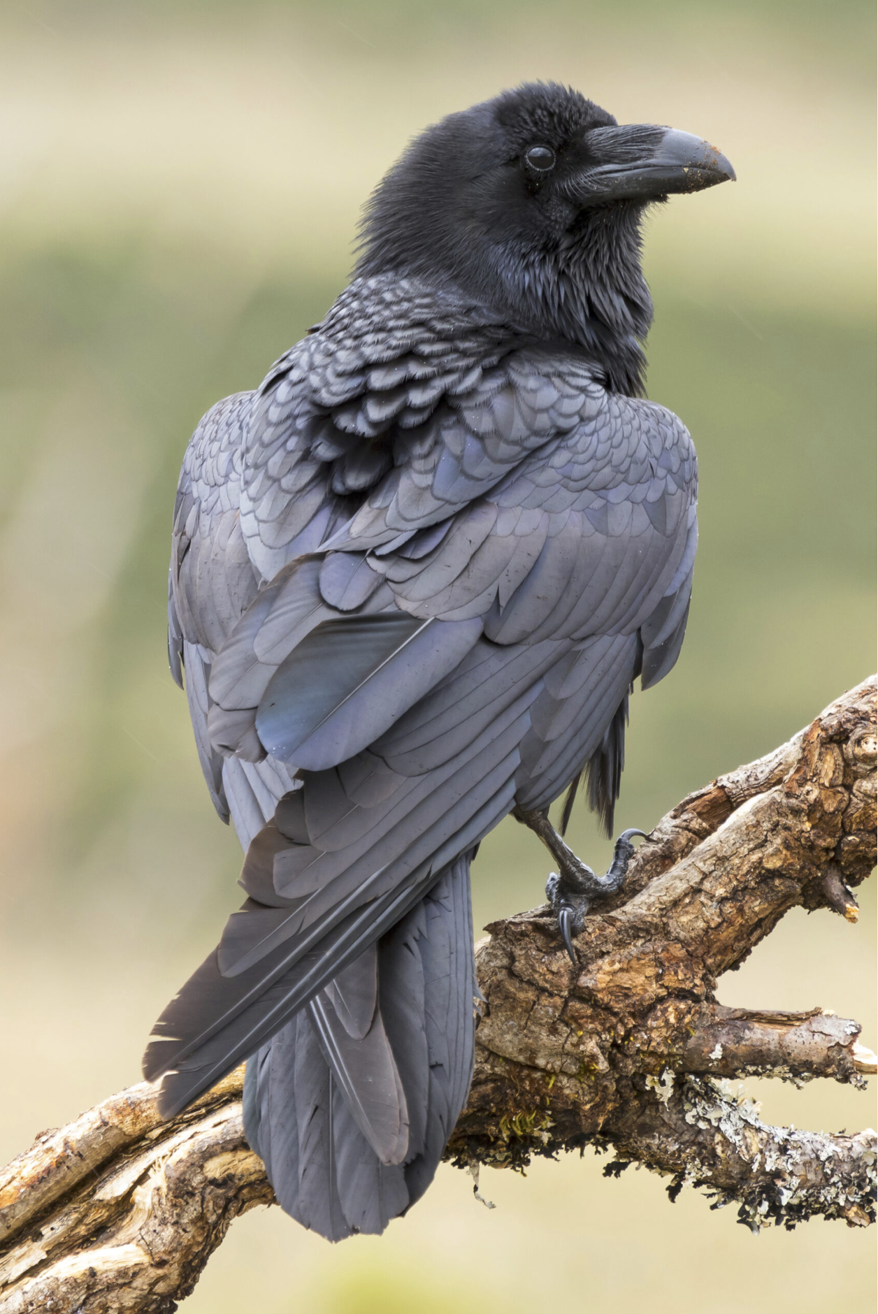 Raven perched on a dead tree branch