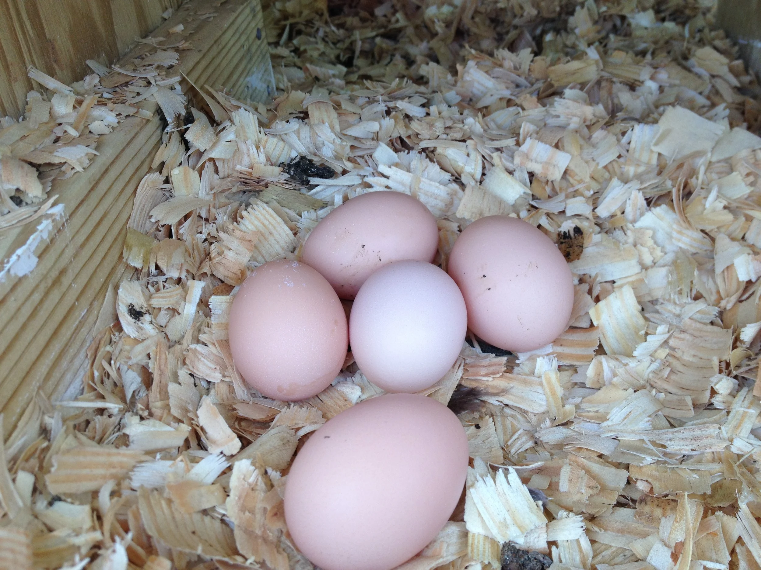 Five light brown eggs resting on shredded wood shavings in a nesting box with wooden sides.