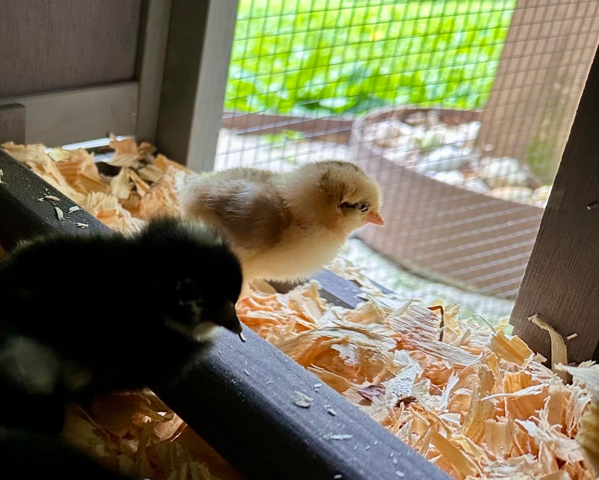 Two baby chicks looking out toward a fence