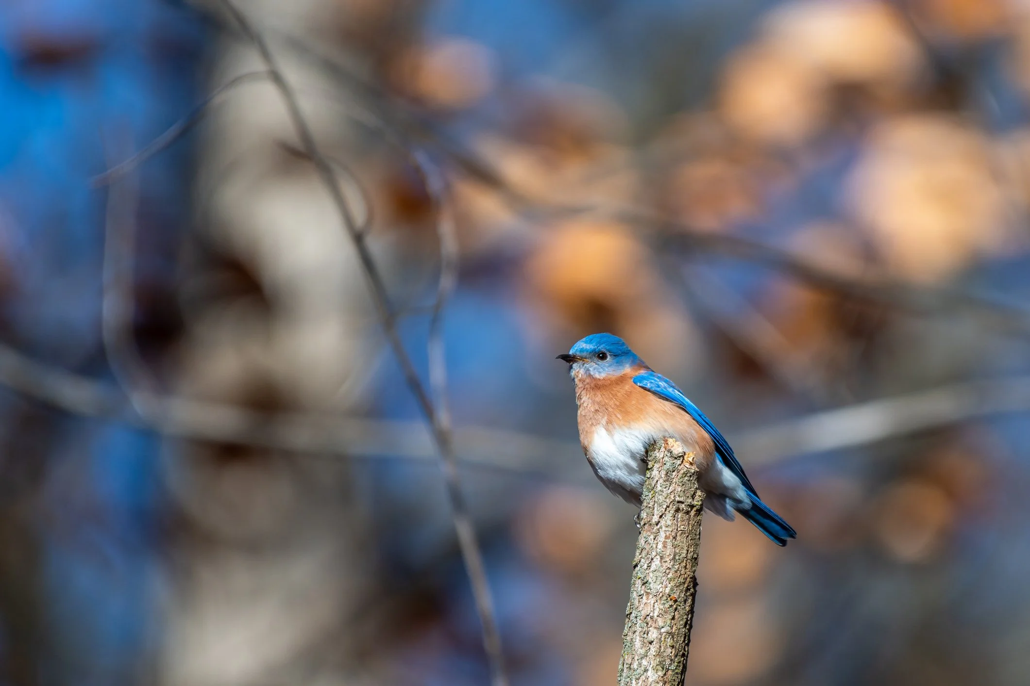 A small bird with blue and orange feathers perched on a branch in a blurred natural background.