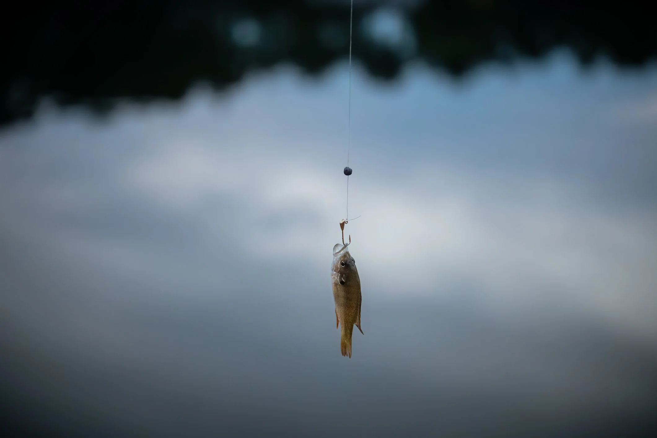 A fish hanging from a fishing line over a body of water, with a blurred background of trees.