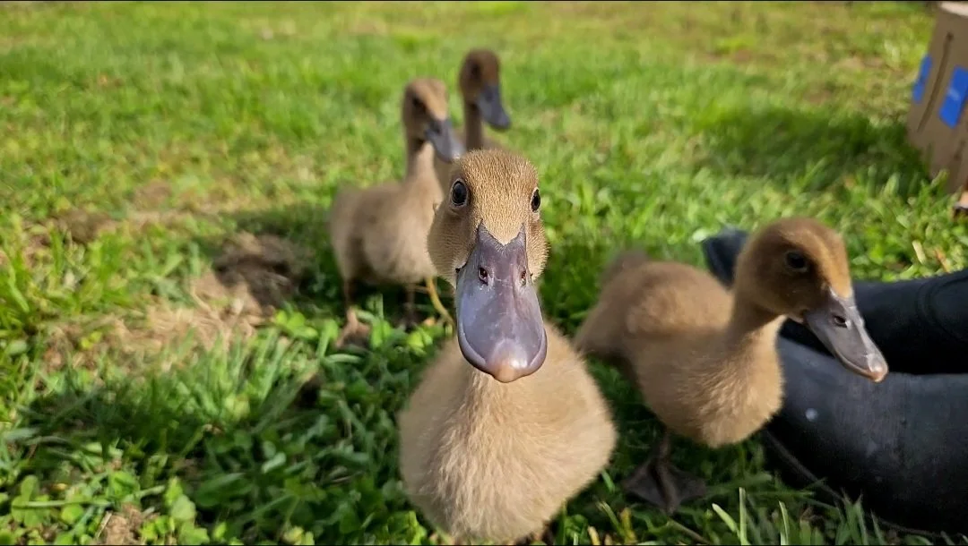 Four baby ducks standing on grass, with one in the foreground looking directly at the camera.