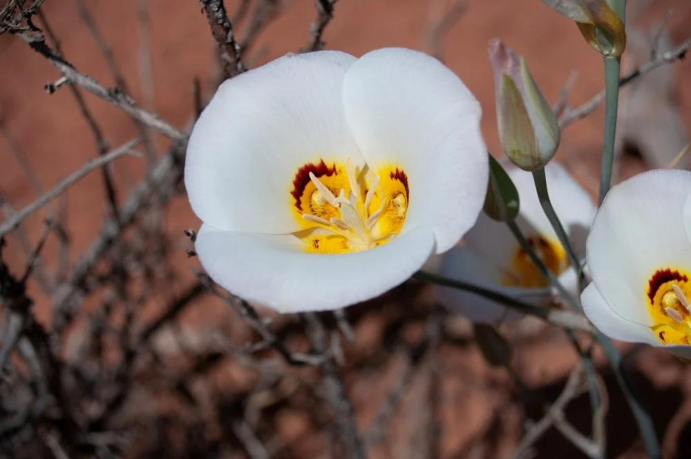 Close-up of a white cactus flower with yellow and dark red center, surrounded by dry brown branches and soil.