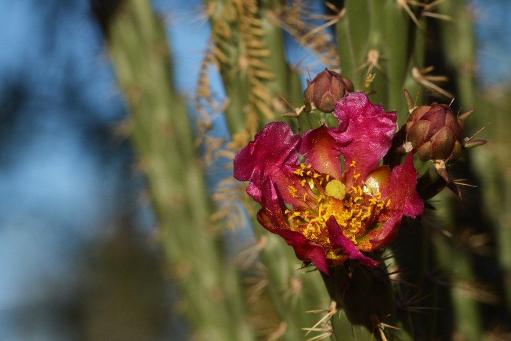Close-up of a pink cactus flower with yellow stamens and buds, set against green cactus spines and a blurred blue sky background.