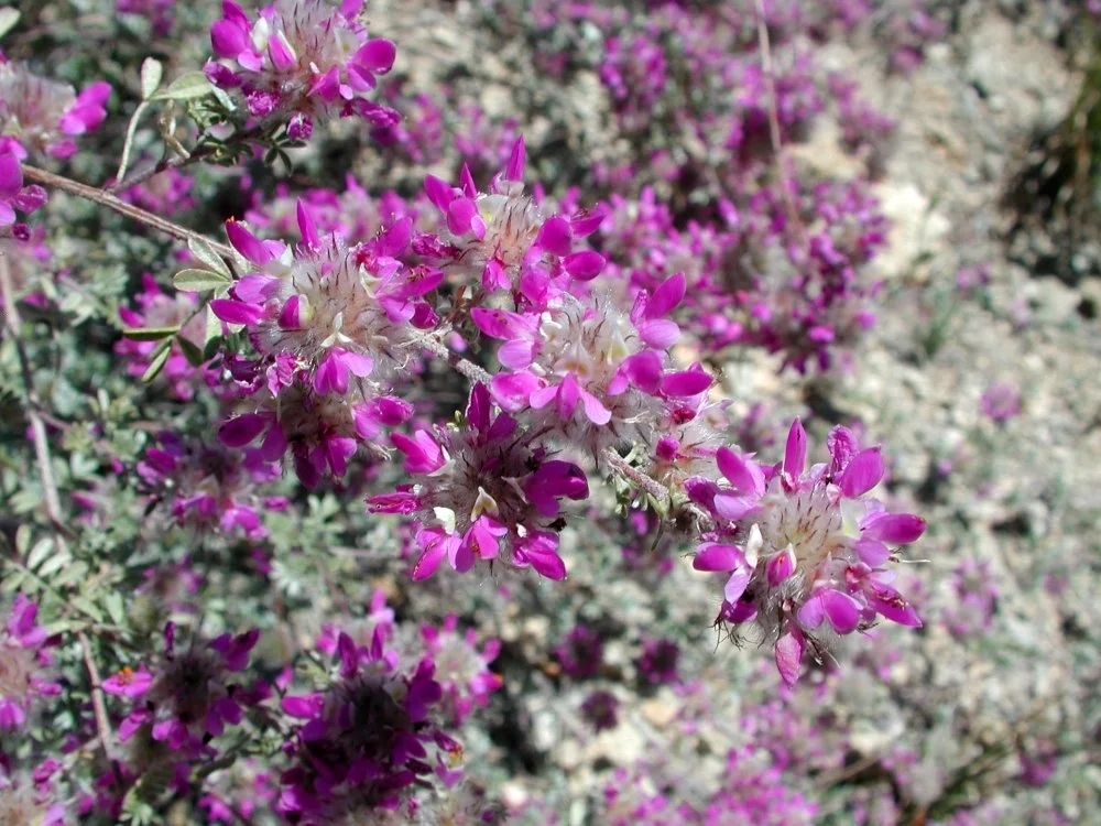 Close-up of pink and white wildflowers blooming in a desert landscape.