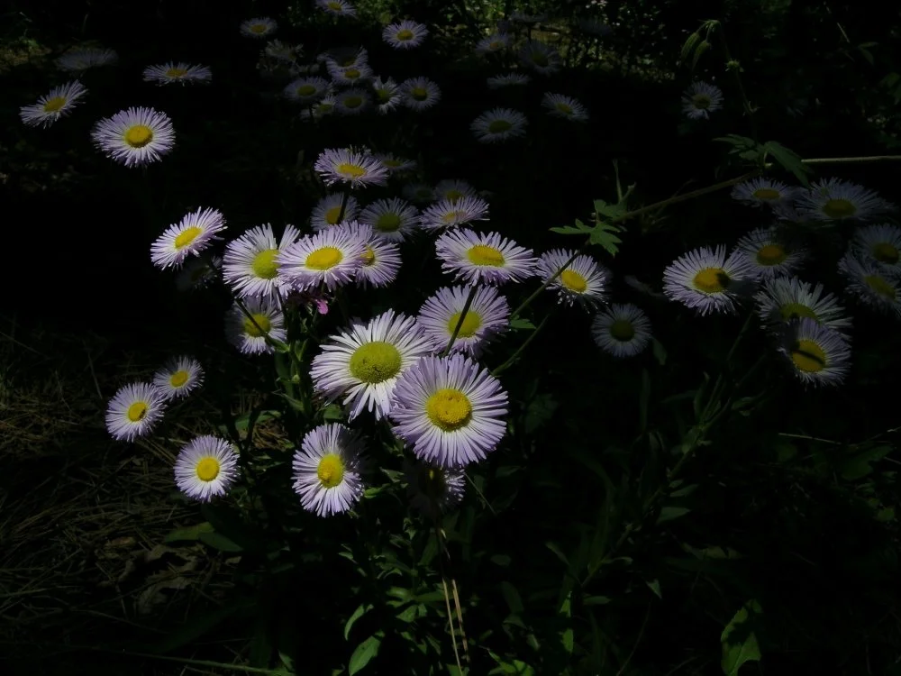 Purple and white daisies with yellow centers growing outdoors in sunlight.