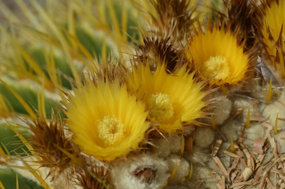 Close-up of yellow cactus flowers with spines in background.