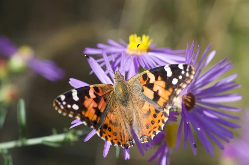 A butterfly with orange, black, and white markings resting on a purple flower.
