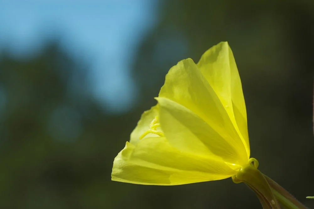 Close-up of a yellow flower with sunlight behind it.