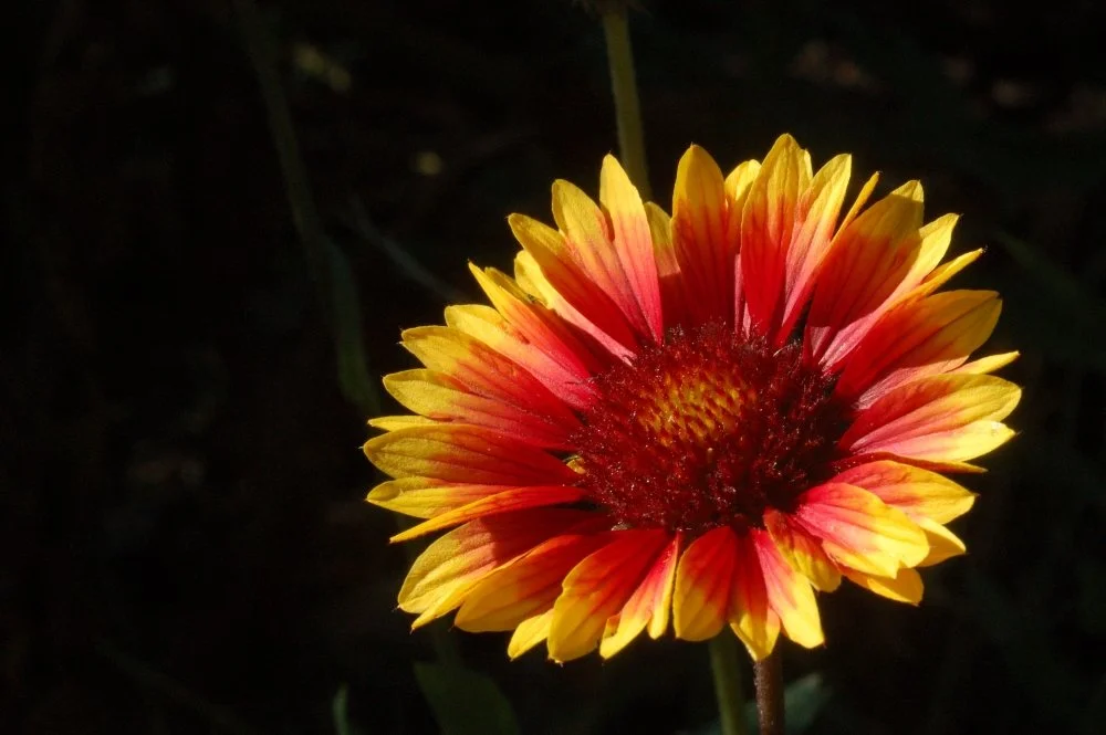 Colorful orange and yellow flower with a dark background.