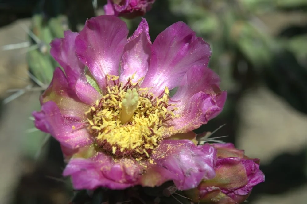 Close-up of a pink cactus flower with yellow stamens and pistil, surrounded by blurred cactus spines.