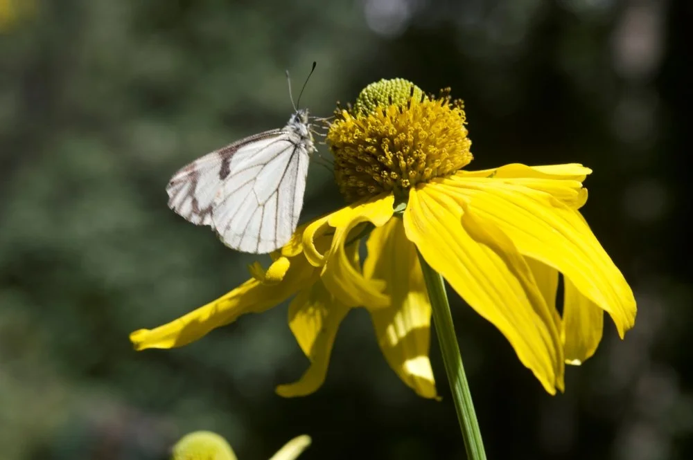 A white butterfly resting on a yellow flower with a round yellow center.