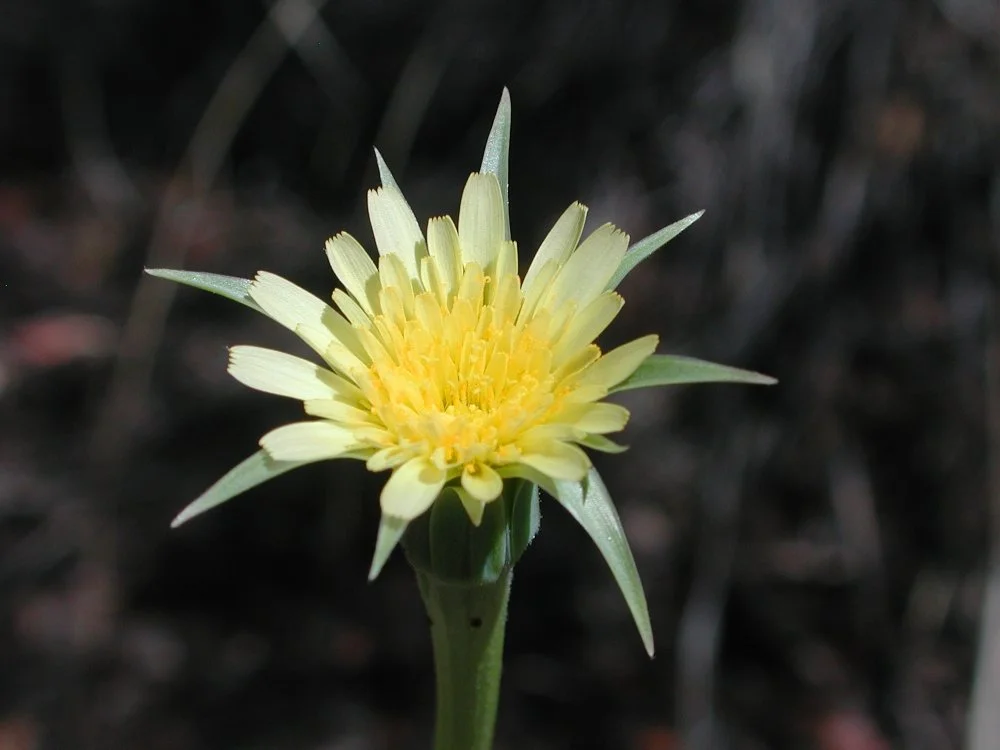 Close-up of a yellow wildflower with narrow petals and green leaves against a blurred dark background.