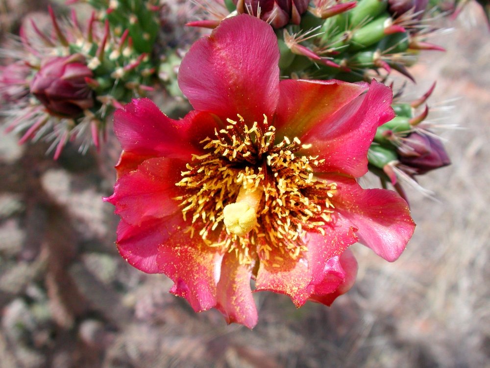 Close-up of a pink cactus flower blooming with yellow stamens, surrounded by cactus buds and spines.