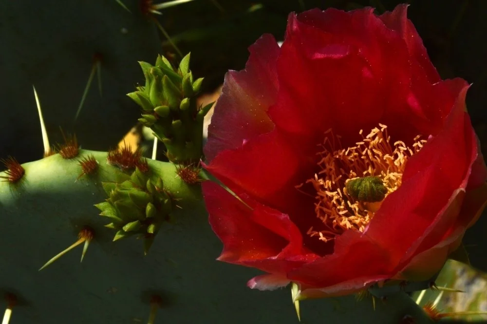 A close-up of a red cactus flower blooming on a green prickly pear cactus pad with sharp spines and small green cactus buds.