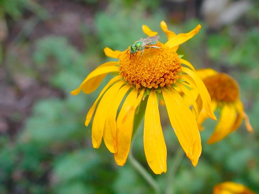 Yellow flower with a bee on its center.