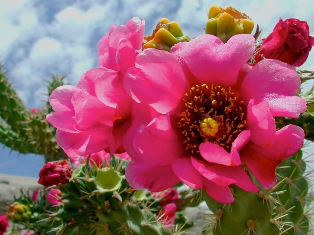 DSCN7489.jpg