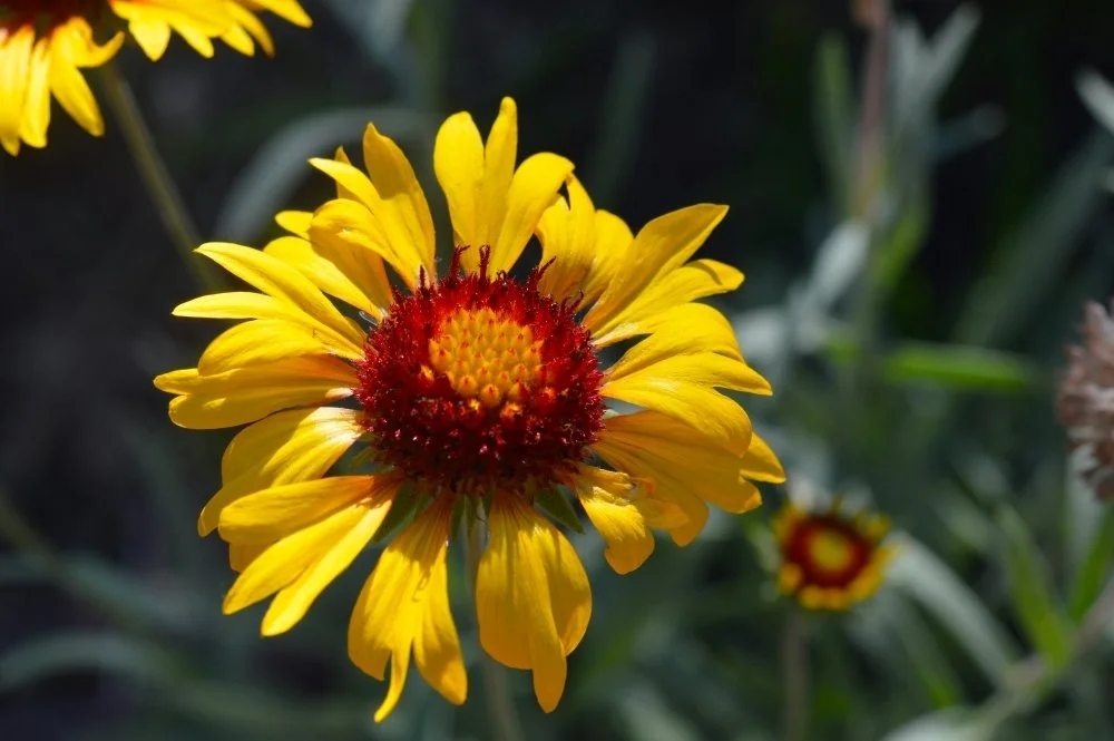 Close-up of a yellow flower with a red and yellow center, surrounded by green foliage.