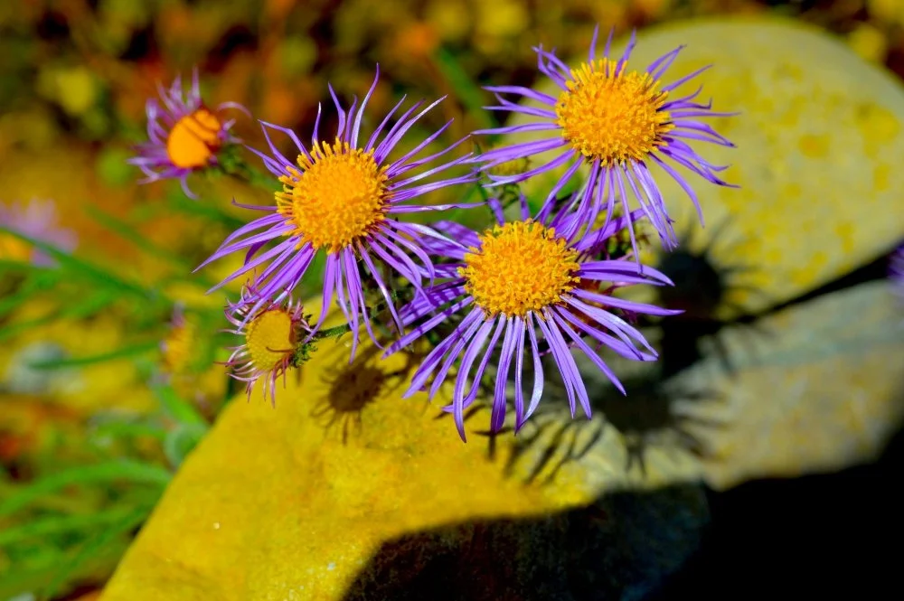 Purple and yellow wildflowers growing among leaves and grass