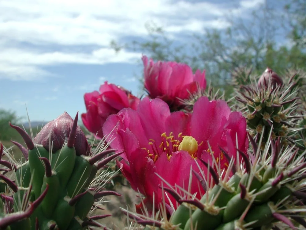 Close-up of pink cactus flowers blooming with spiky green cactus pads and a desert landscape in the background.