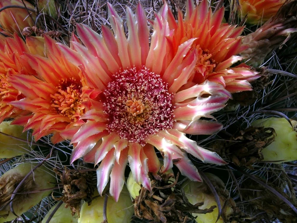 Close-up of desert cactus flowers with pink and orange petals surrounded by cactus spines and green pads.