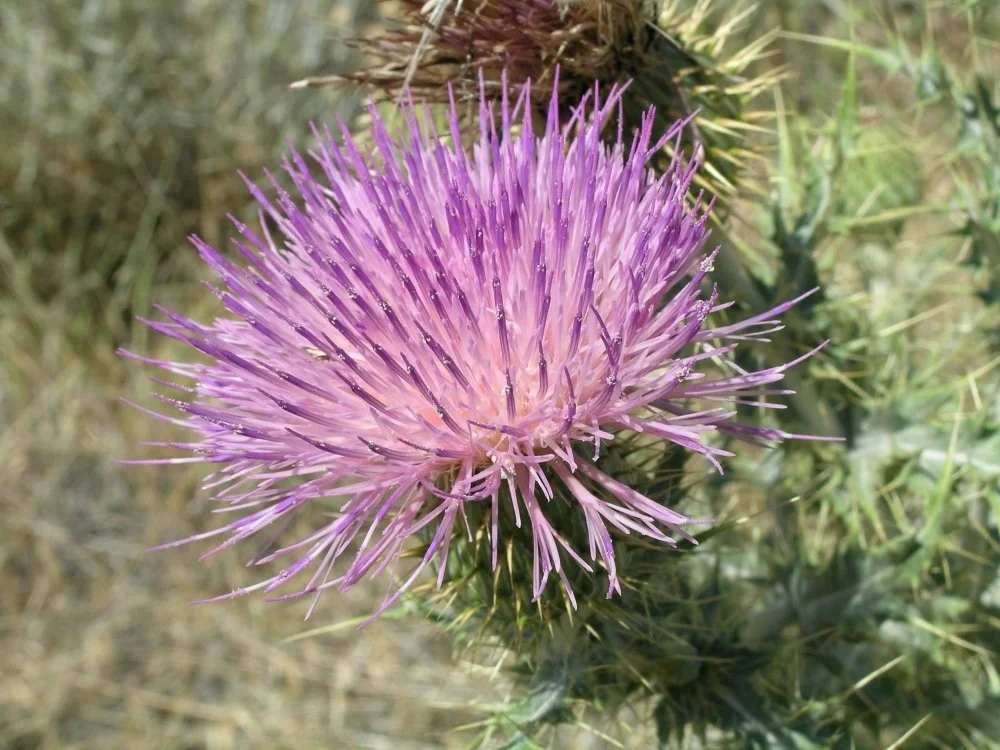 Close-up of a purple thistle flower on a spiny green cactus in a desert landscape.