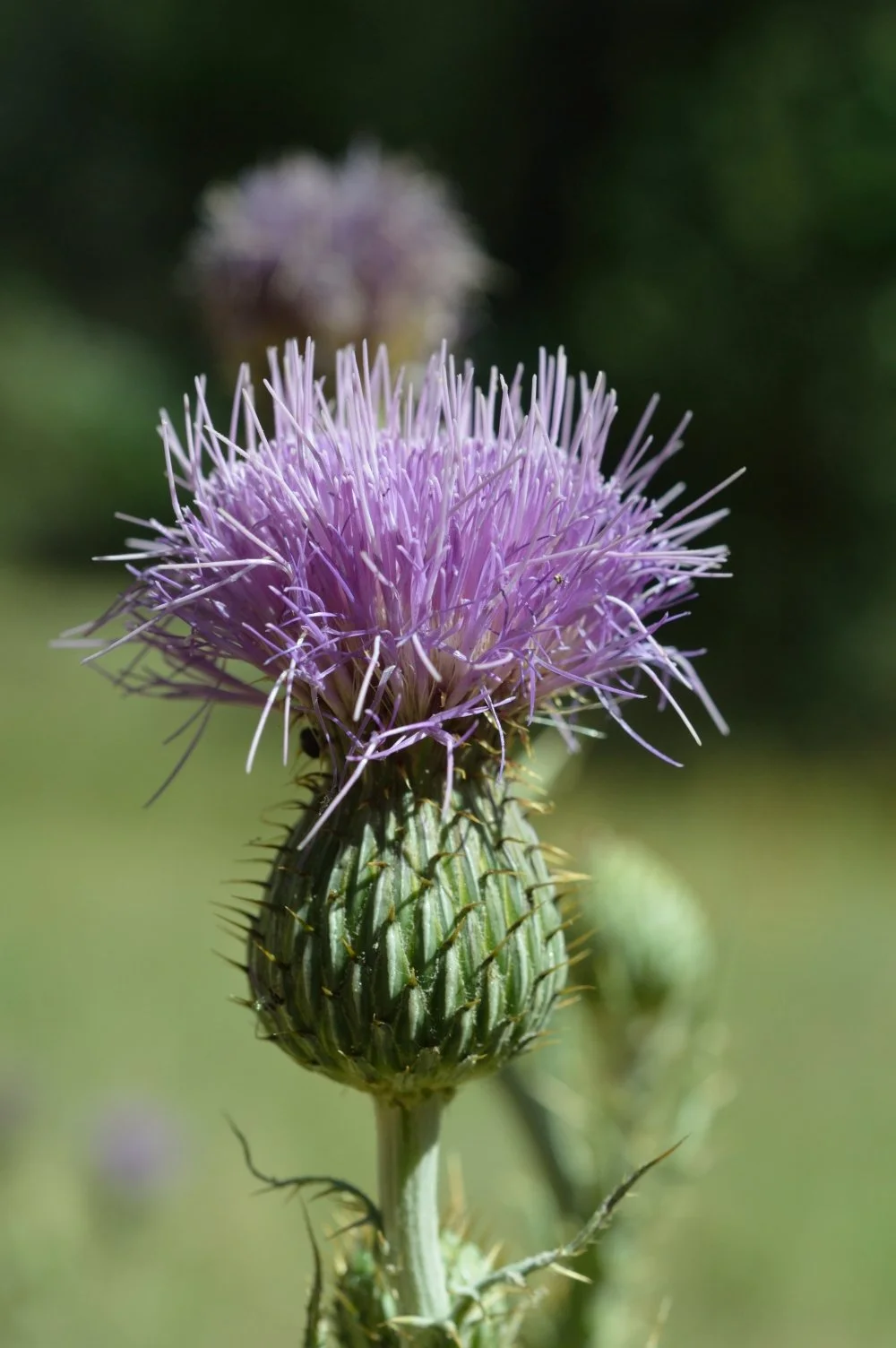 A close-up of a purple thistle flower with spiky green buds and a blurred background.