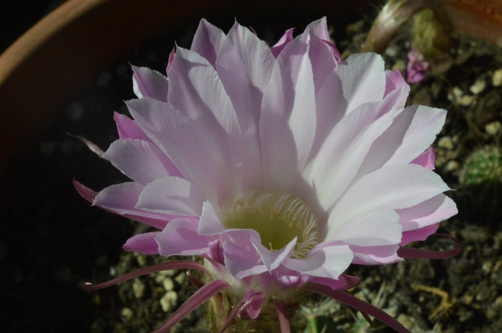 Close-up of a pink and white cactus flower blooming in a pot with dark soil.