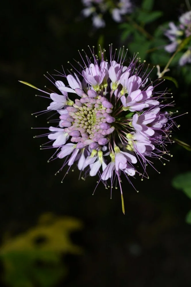 Close-up of a purple and white flower with thin, long stamens on a dark background.