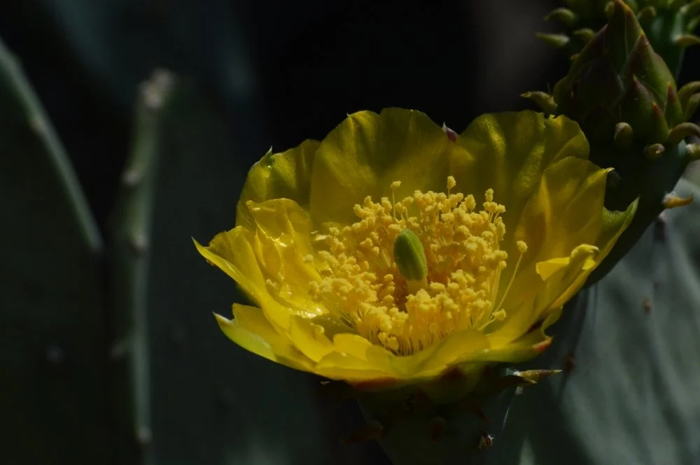 Close-up of a yellow cactus flower blooming amidst dark cactus pads.