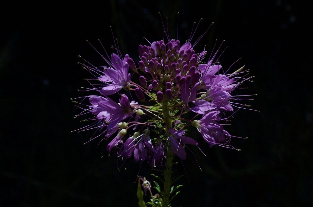 Purple flower with thin petals and long stamens against a dark background