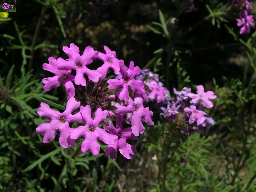 Close-up of pink and purple flowering plants with green leaves in a garden.