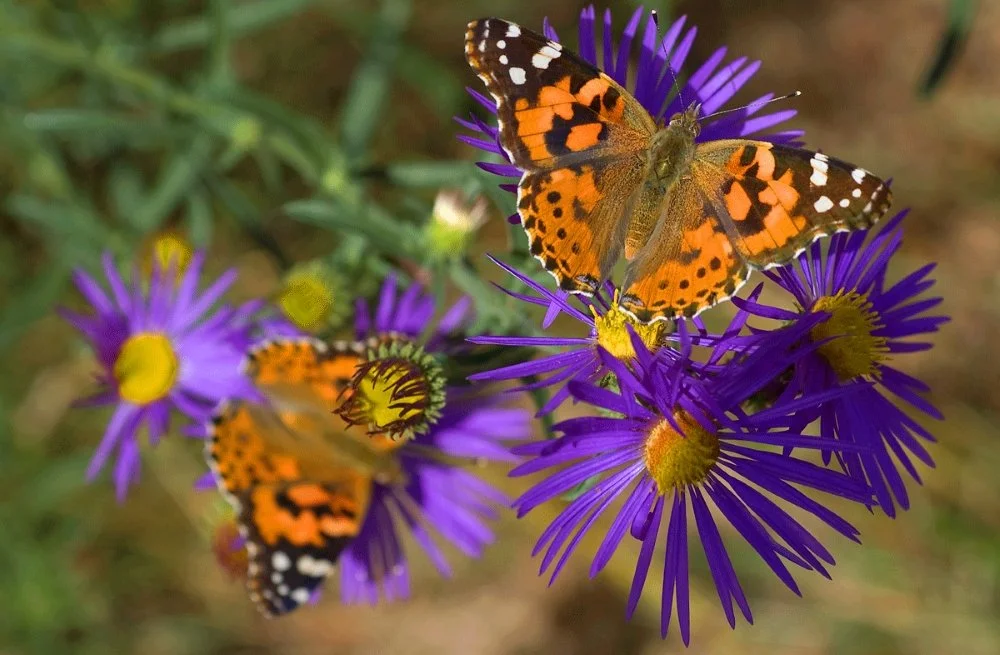 Two orange and black painted butterflies on purple flowers with yellow centers.