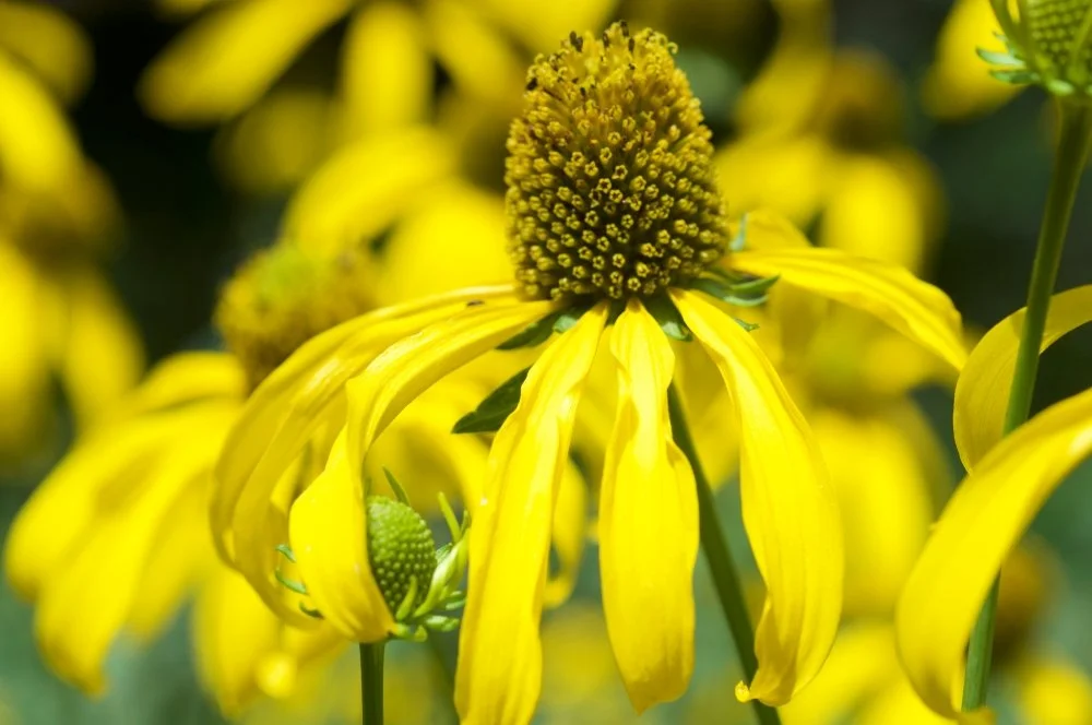 Close-up of a yellow flower with long petals and a rounded central cone, surrounded by blurred similar flowers.