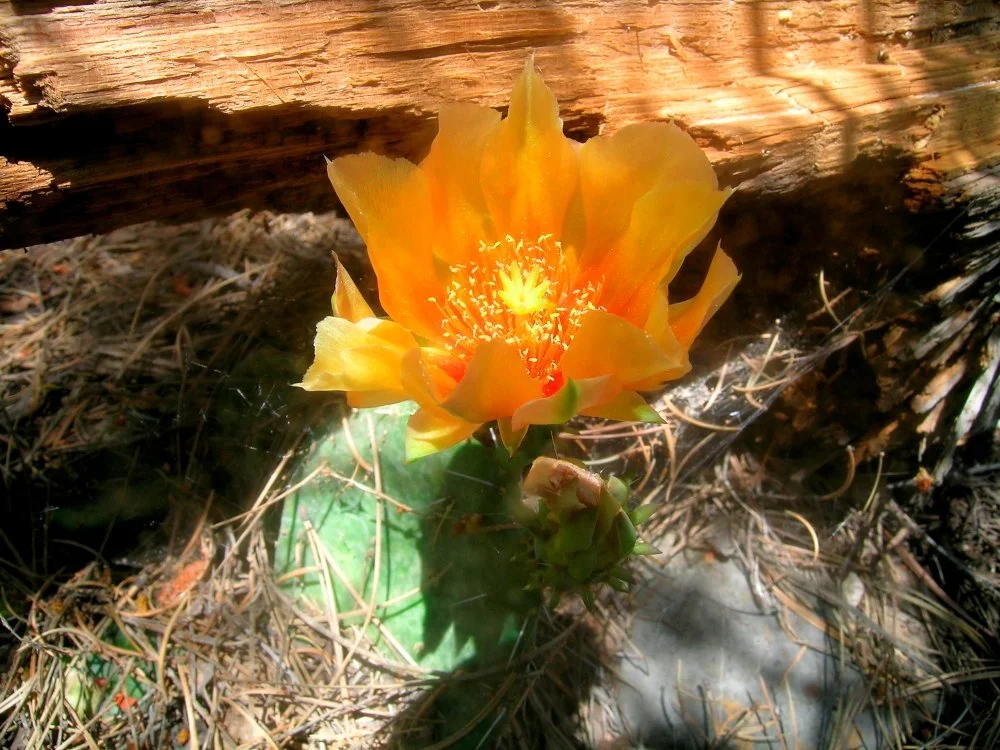 Yellow cactus flower blooming with green cactus pad underneath, surrounded by dry pine needles and twigs on the ground.