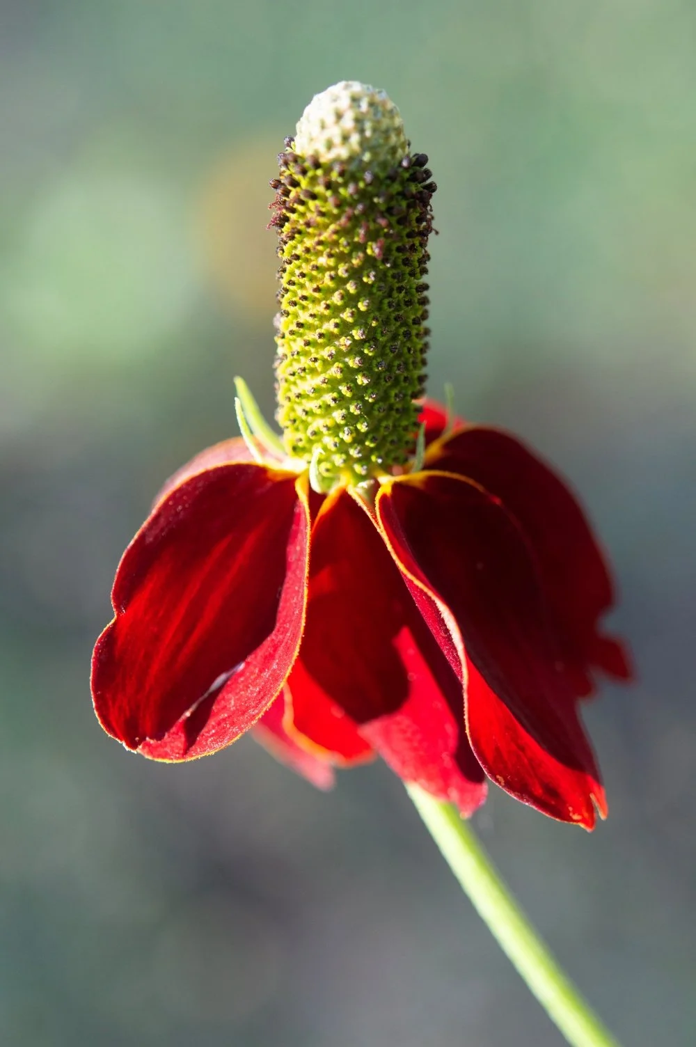 Close-up of a red flower with a tall green spike in the center, set against a blurred green background.
